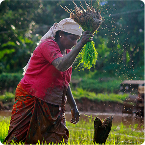 Sustainable Practices